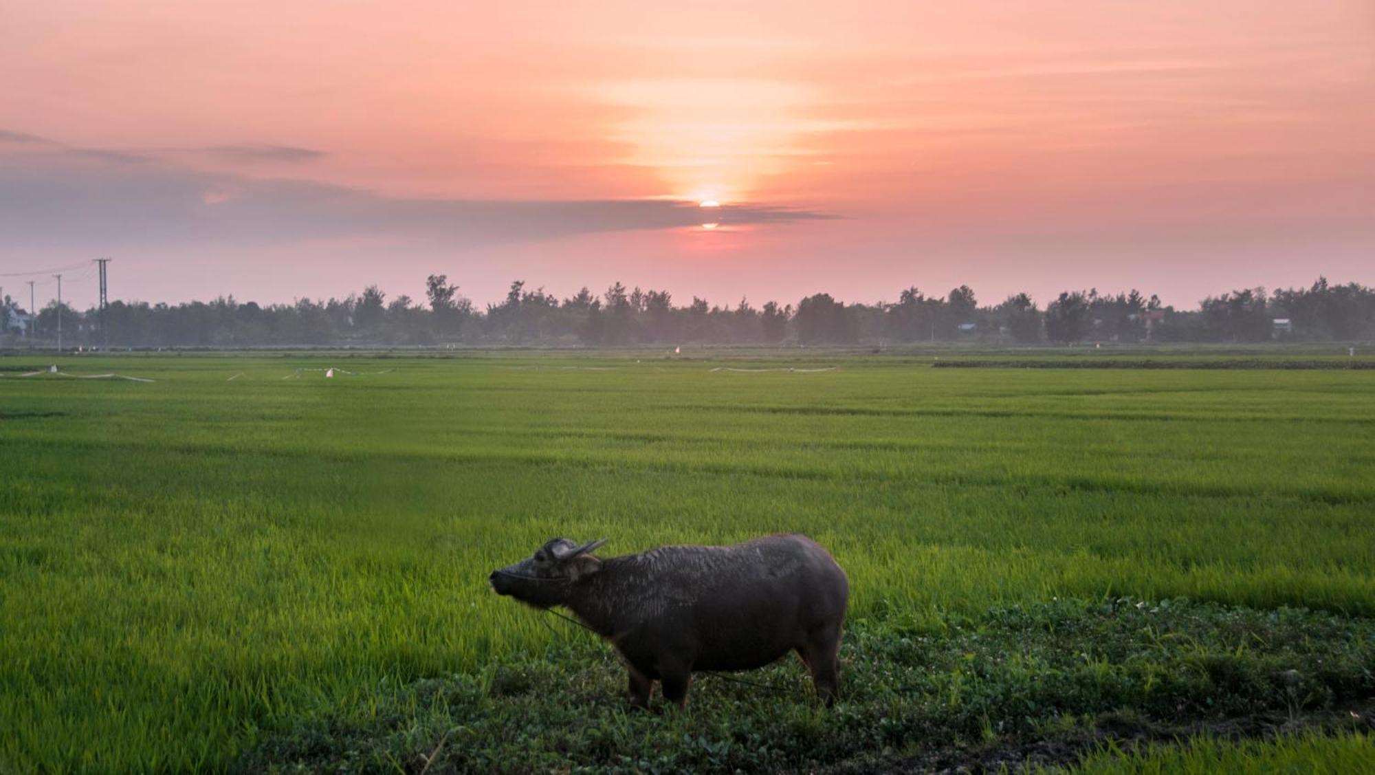 The Linh Homestay Hội An Ngoại thất bức ảnh